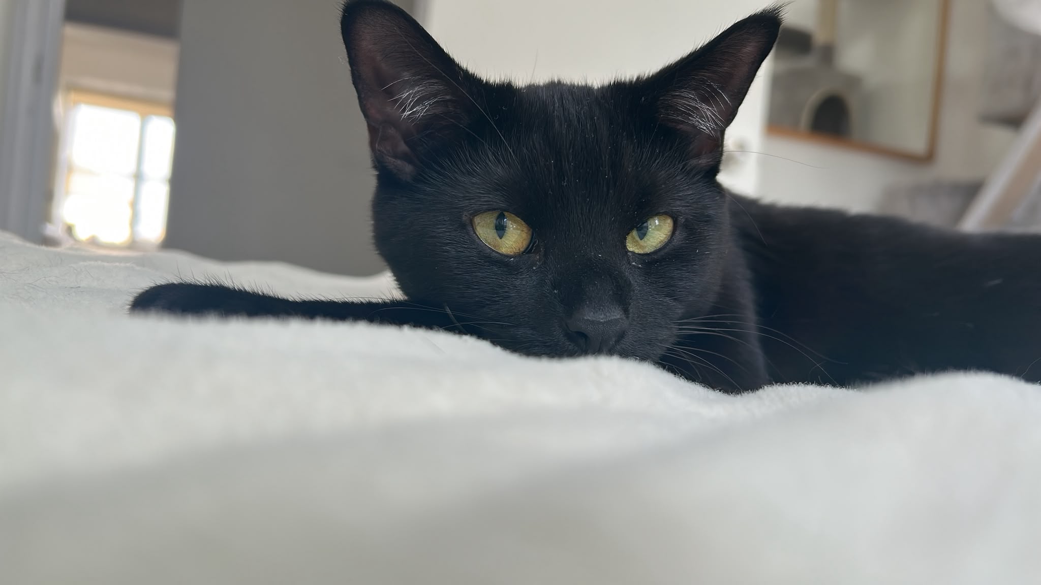 A happy cat at home