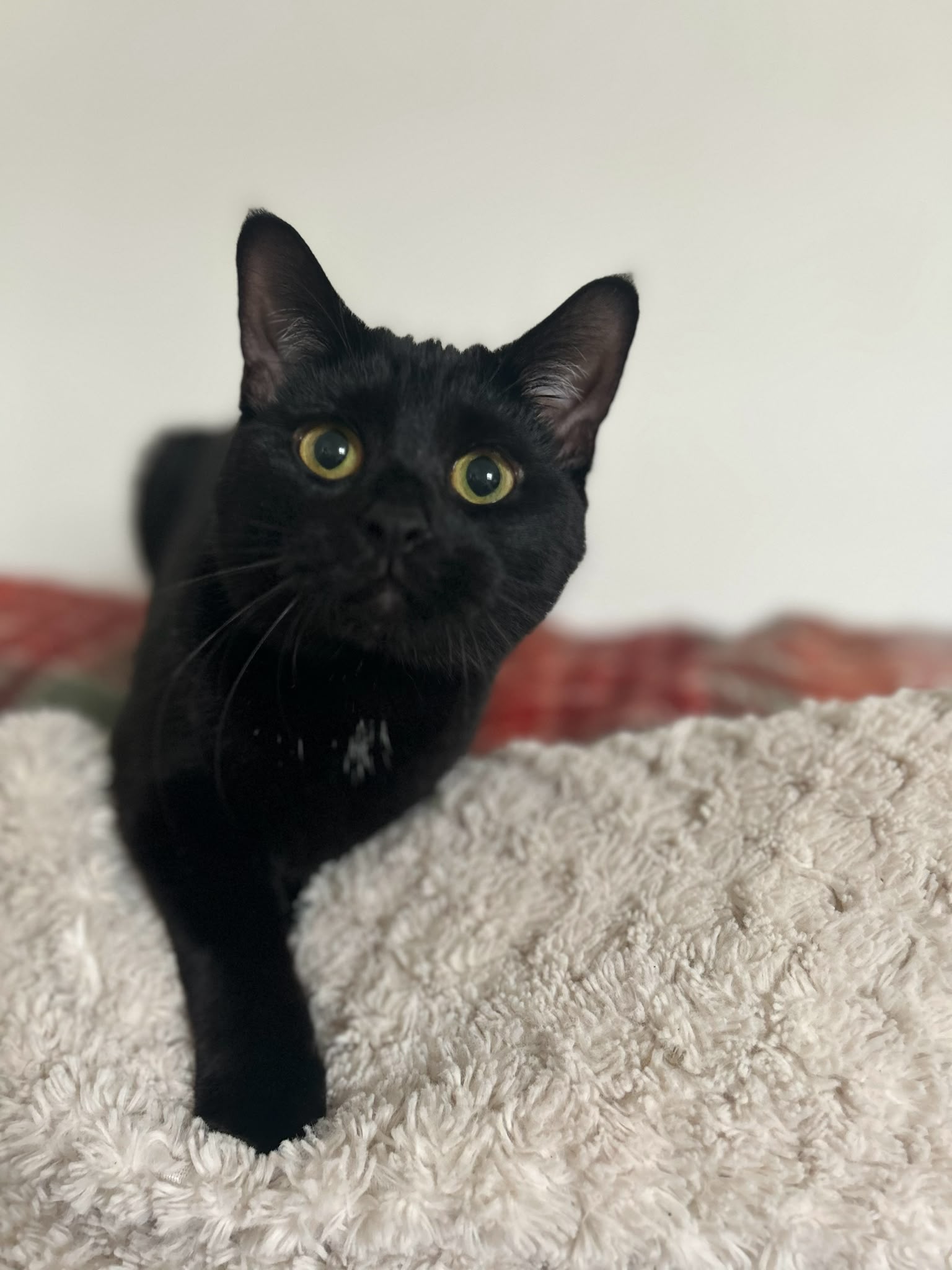 Black cat