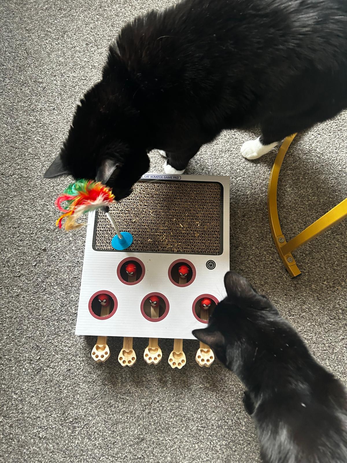 Two cats playing together