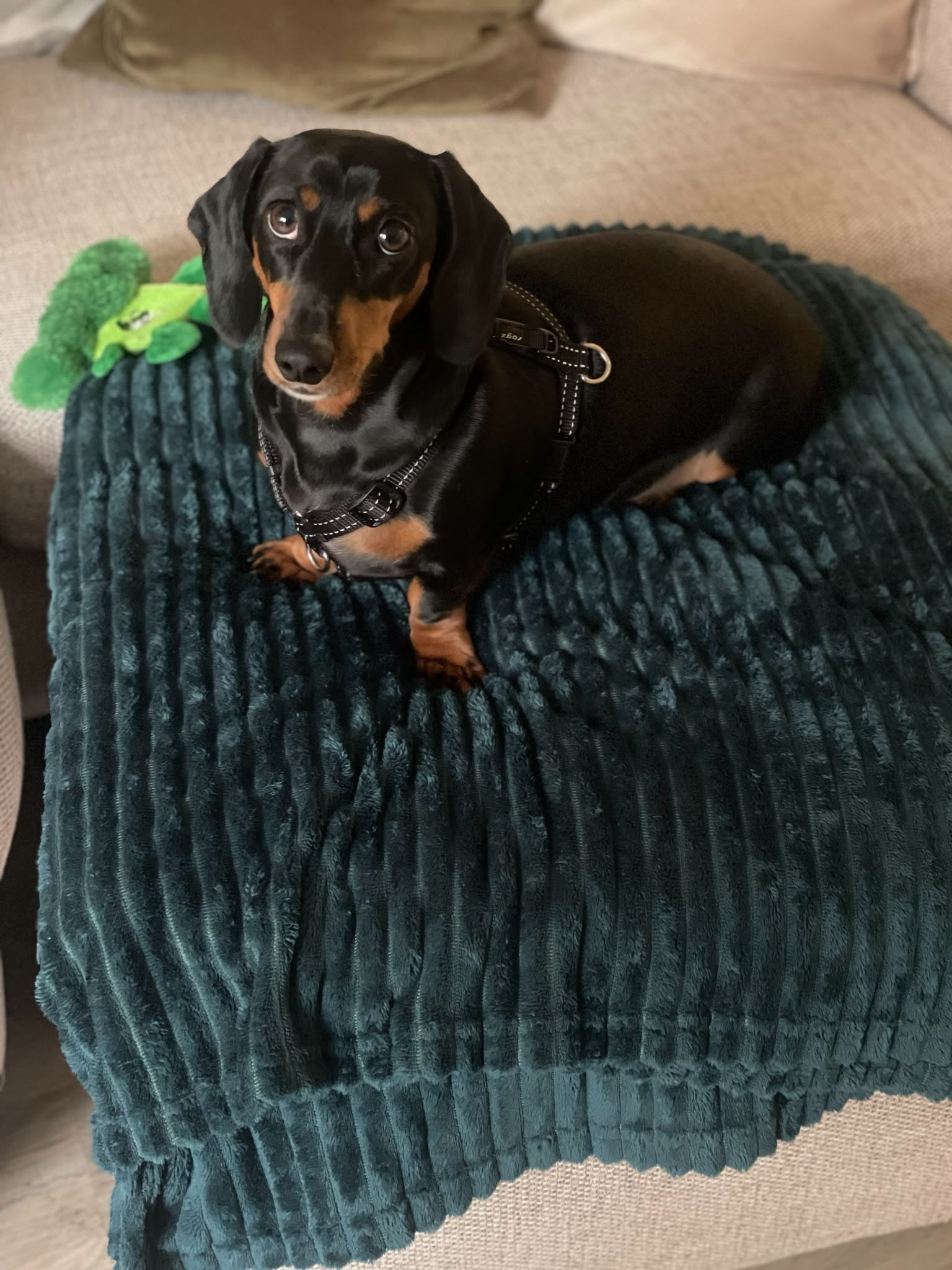 Dachshund at home