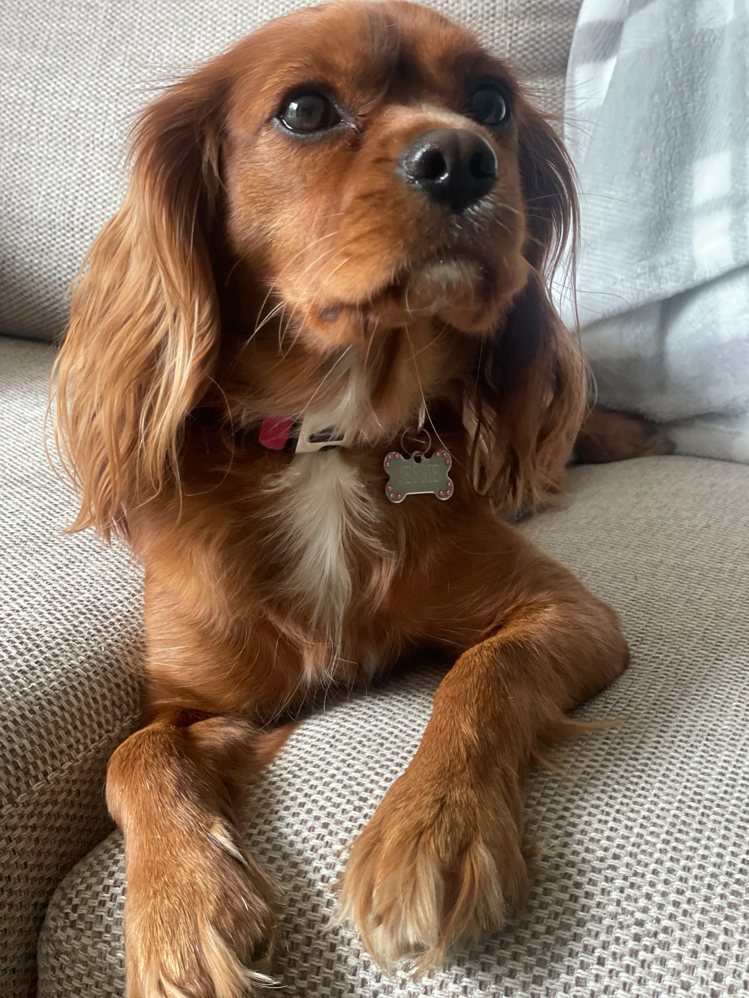 Cavalier on the sofa