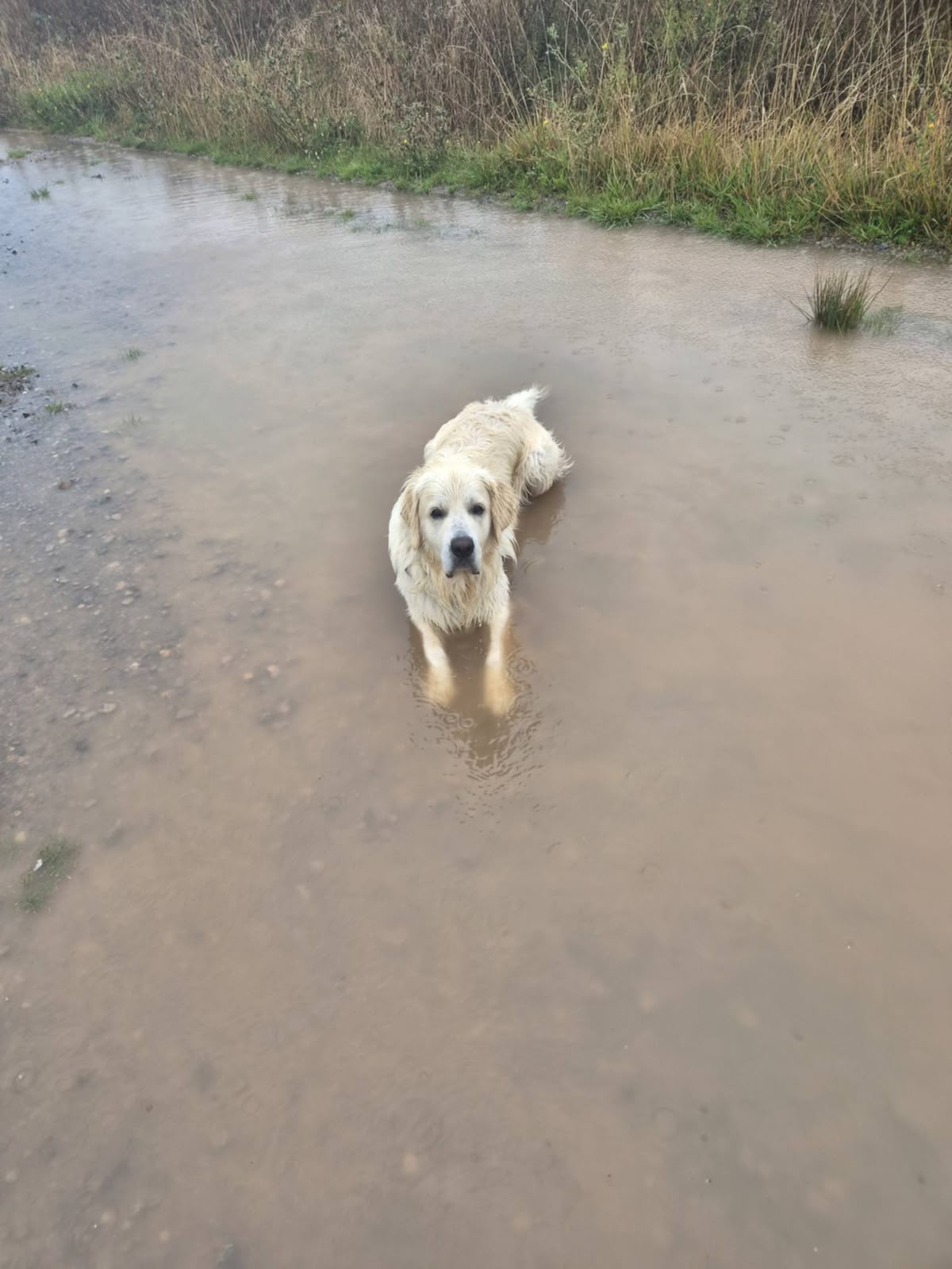 Murphy after a walk