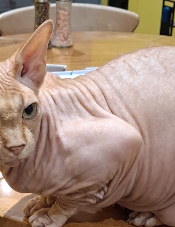 Sphynx cat sitting in a sunny spot
