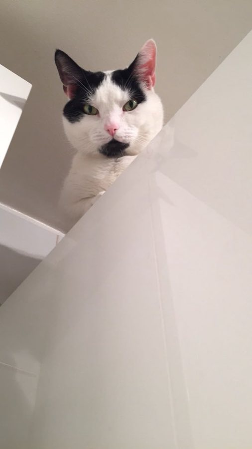 A small pet at home