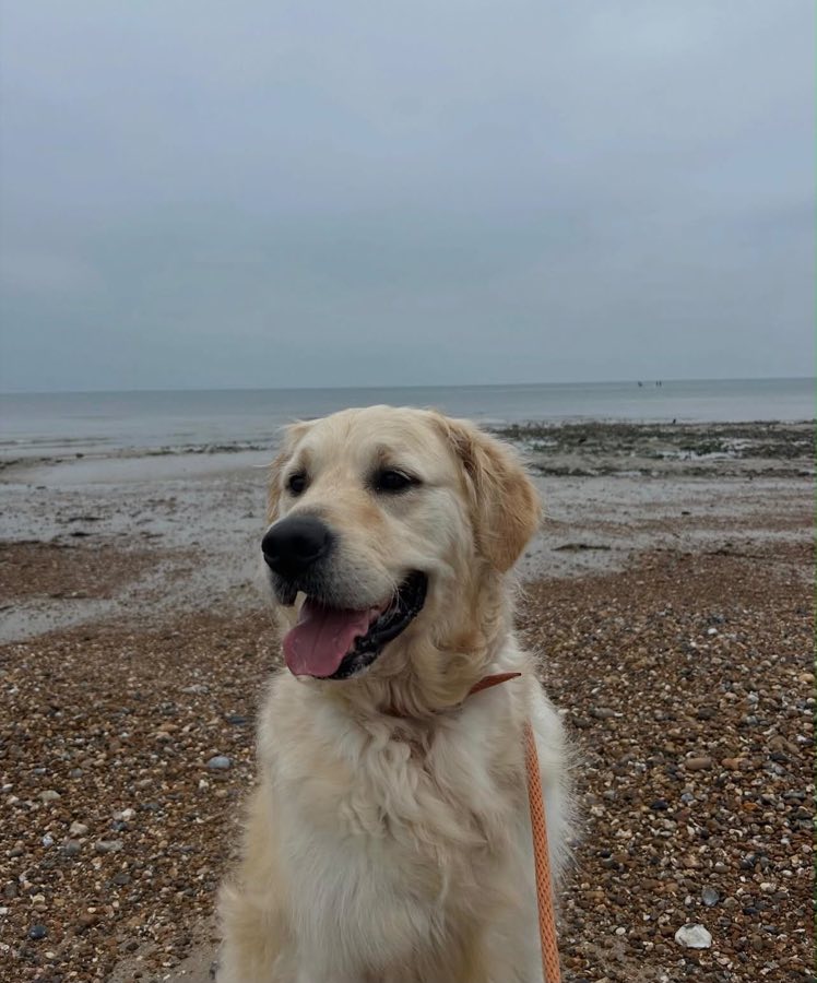 A happy dog after an adventure
