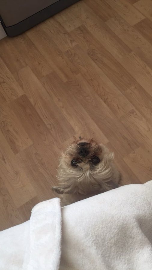 A pet enjoying a quiet moment